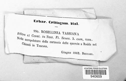 Rosellinia tassiana image